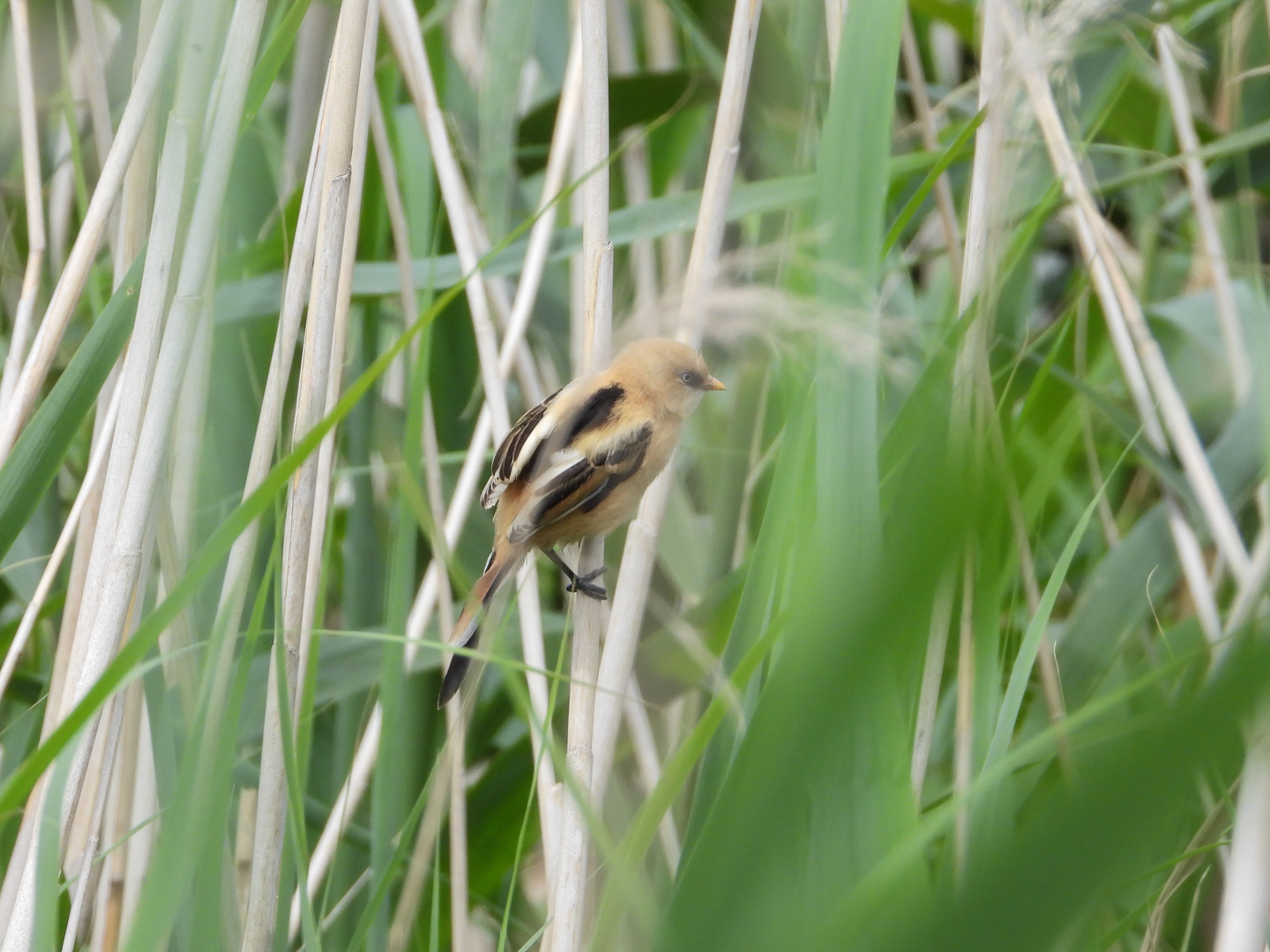Juveniele baardman?